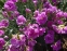 Гвоздики пірчасті "Дабл Роуз" (Dianthus plumarius "Double Rose") - 1