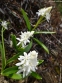 Проліски двулисті ф. альба (Scilla bifolia f. alba) - 6