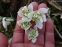 Підсніжник білосніжний "Флоре Плено" (Galanthus nivalis "Flore Pleno") - 6