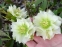 Чемерник гібридний "Дабл Еллен Вайт" (Helleborus × hybridus "Double Еllеn White") - 6