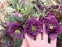 Чемерник гібридний "Дабл Еллен Пурпл" (Helleborus x hybridus "Double Ellen Purple") - 7