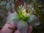 Чемерник червонуватий (Helleborus purpurascens) - 1