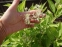 Цибуля кілювата гарненька ф. альба (Allium carinatum subsp. pulchellum f. album) - 2