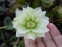 Чемерник гібридний "Дабл Еллен Вайт" (Helleborus × hybridus "Double Еllеn White") - 8