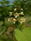 Катальпа яйцеподібна (Catalpa ovata) - 1
