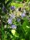 Орлики звичайні "Вінкі Ірлі Скай Блу" (Aquilegia vulgaris "Winky Early Sky Blue") - 2