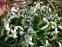 Підсніжник білосніжний (Galanthus nivalis) - 2