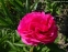 Півонія "Роуз Харт" (Paeonia "Rose Heart") - 4