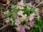 Первоцвіт Воронова (Primula woronowii) - 1
