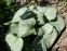 Бруннера великолиста "Лукінг Гласс" (Brunnera macrophylla "Looking Glass") - 3
