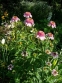 Ехінацея пурпурова "Раззматазз" (Echinacea purpurea "Razzmatazz") - 3