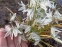 Рястка поникла (Ornithogalum nutans) - 4