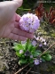 Первоцвіт дрібнозубчастий "Вайлет" (Primula denticulata "Violet") - 1