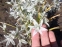 Рястка поникла (Ornithogalum nutans) - 3