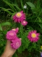 Маруна рожева гібрид "Ванесса" (Pyrethrum roseum hybridum "Vanessa") - 2