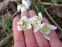 Підсніжник білосніжний "Флоре Плено" (Galanthus nivalis "Flore Pleno") - 4
