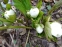 Чемерник гібридний №1  (Helleborus × hybridus) - 10