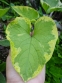 Бруннера великолиста "Хадспен Крім" (Вrunnera macrophylla "Hadspen Cream") - 2