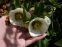 Чемерник гібридний №1  (Helleborus × hybridus) - 2