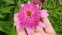 Ехінацея пурпурова "Раззматазз" (Echinacea purpurea "Razzmatazz") - 8