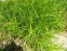 Осока пальмолиста (Carex muskingumensis) - 2