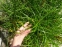 Осока пальмолиста (Carex muskingumensis) - 1