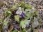 Печіночниця благородна (Hepatica nobilis) - 7