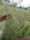 Лищиця волотиста (Gypsоphila paniculata) - 5