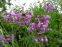 Цибуля схилена (Allium cernuum  Roth) - 3