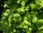 Орлики звичайні "Лепрекон Голд" (Aquilegia vulgaris "Leprechaun Gold") - 3