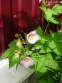 Малина духмяна (Rubus odoratus) - 6
