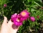 Маруна рожева гібрид "Ванесса" (Pyrethrum roseum hybridum "Vanessa") - 3