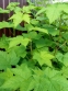 Малина духмяна (Rubus odoratus) - 5