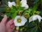 Чемерник гібридний №1  (Helleborus × hybridus) - 5