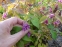 Горянка великоквіткова "Юбае" (Epimedium grandiflorum "Yubae") - 1