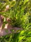 Хасмантіум широколистий (Chasmanthium latifolium) - 2
