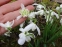 Підсніжник білосніжний "Флоре Плено" (Galanthus nivalis "Flore Pleno") - 2