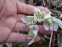 Підсніжник білосніжний "Флоре Плено" (Galanthus nivalis "Flore Pleno") - 8