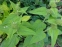 Залізняк Рассела (Phlomis russeliana) - 5