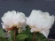 Півонія "Грінленд" (Paeonia "Greenland") - 4