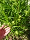Осока Грея (Carex grayi) - 4