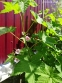 Малина духмяна (Rubus odoratus) - 7