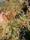 Гірчак мінливий (Persicaria polymorpha) - 5