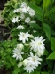 Орлики звичайні "Клементін Вайт" (Aquilegia vulgaris "Clementine White") - 1