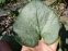 Бруннера великолиста "Лукінг Гласс" (Brunnera macrophylla "Looking Glass") - 1