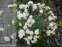 Гвоздики пірчасті "Дабл Вайт" (Dianthus plumarius "Double White") - 3