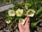 Чемерник гібридний "Дабл Еллен Вайт" (Helleborus × hybridus "Double Еllеn White") - 7