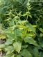 Залізняк Рассела (Phlomis russeliana) - 2