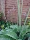 Цибуля кілювата гарненька (Allium carinatum subsp. pulchellum) - 6
