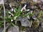 Проліски двулисті "Розеа" (Scilla bifolia "Rosea") - 5